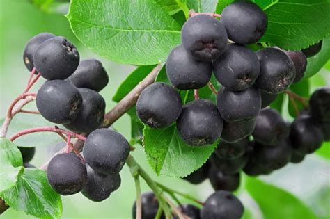 Autumn Wellness Guide: Incorporating Black Chokeberry into Your Self-Care Routine